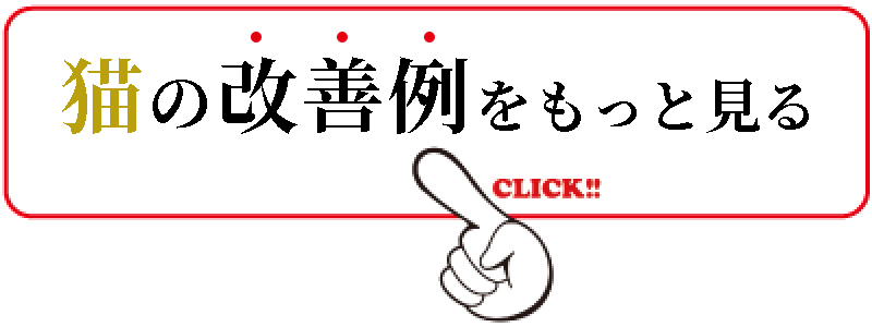 猫の改善事例一覧