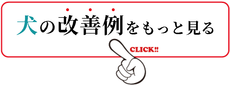 犬の改善事例一覧