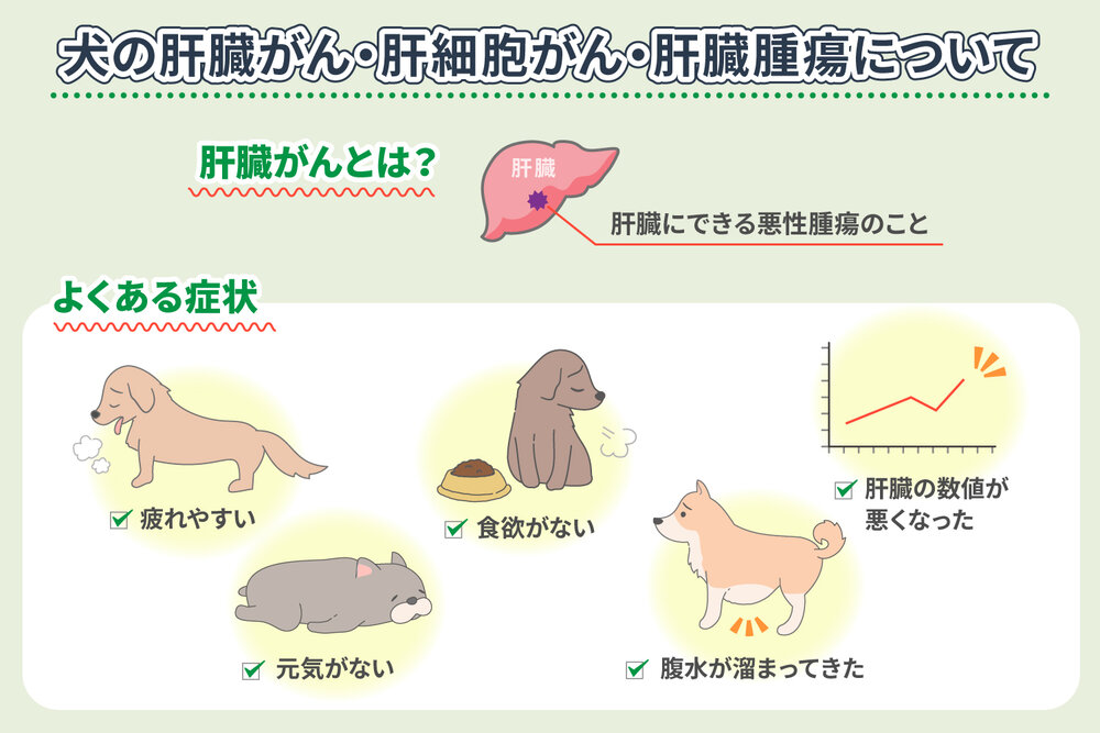 犬の肝臓がん・肝細胞がん・肝臓腫瘍とは
