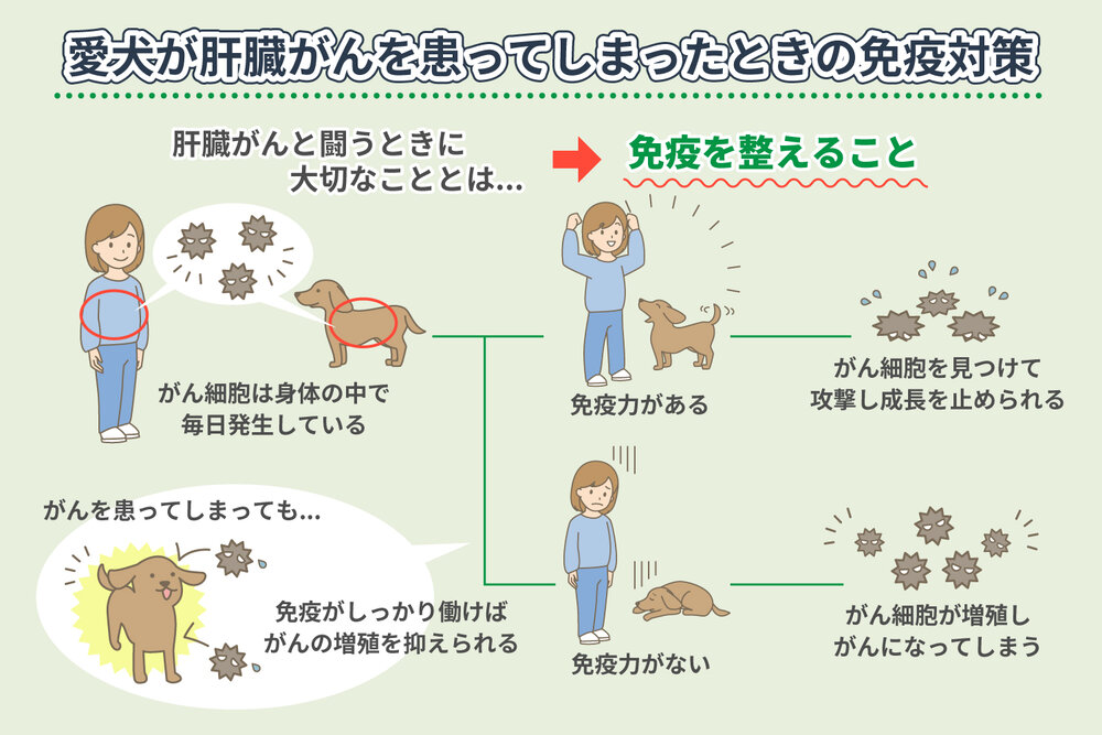 ご愛犬が肝臓がんを患ってしまったら免疫対策を