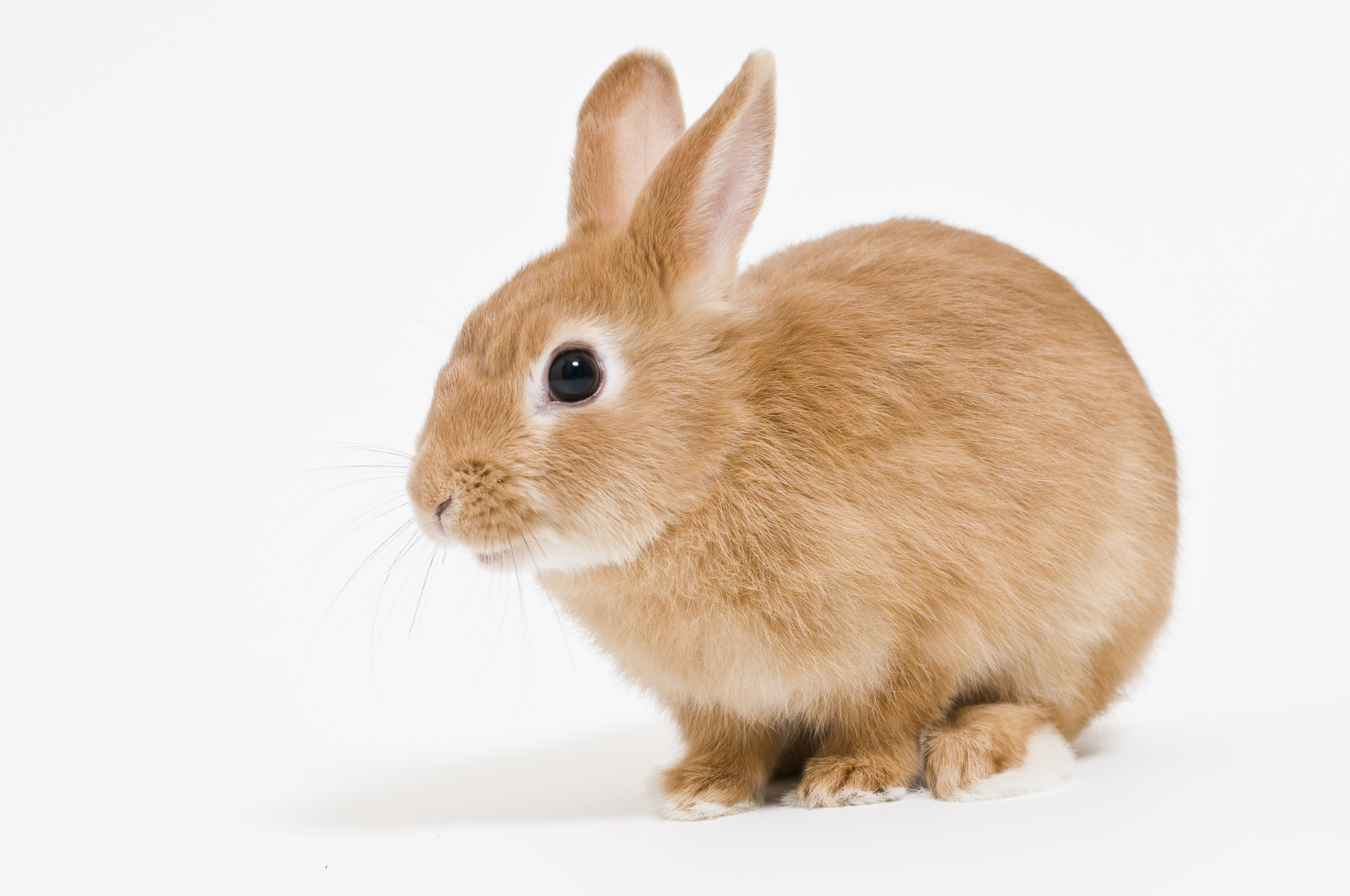 子宮癌が骨転移した疑いのあるウサギへのコルディ使用例イメージ