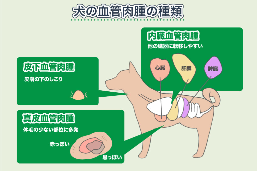 犬の血管肉腫の種類