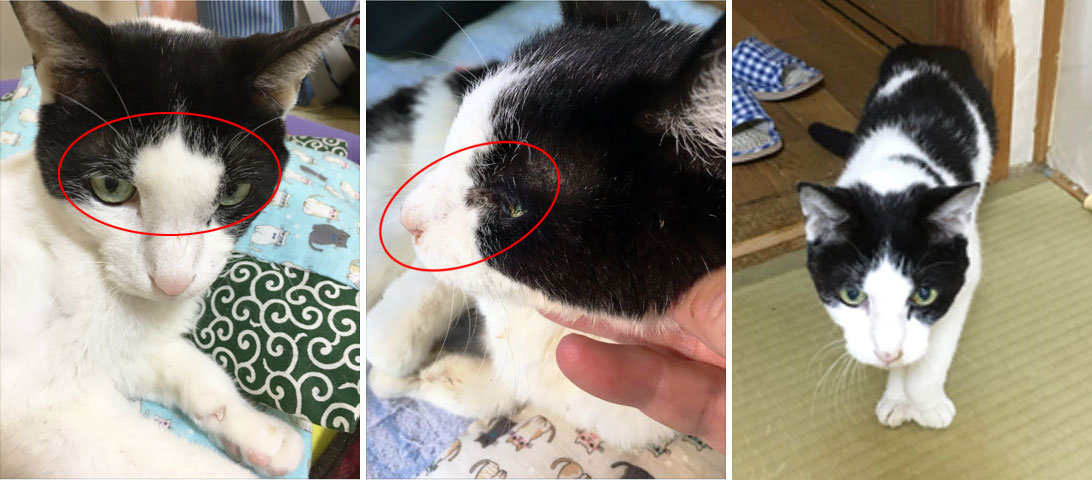 猫の眉間部腫瘤　浸潤性腺癌（脳腫瘍）にコルディを与えた症例
