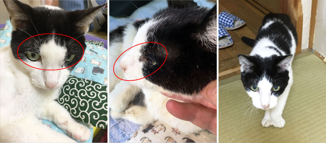 猫の眉間部腫瘤 浸潤性腺癌 脳腫瘍 にコルディを与えた症例 コルディ研究室