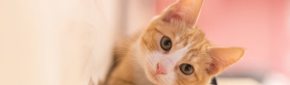 猫の扁平上皮癌改善例