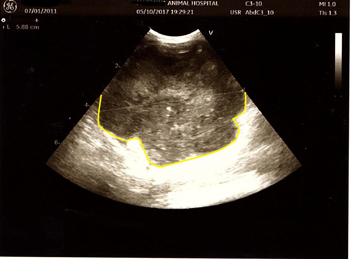 猫の腹腔内 悪性リンパ腫（余命1ヶ月、肺転移あり）が消失した症例イメージ