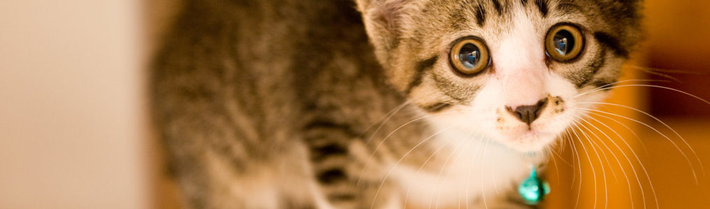 Felv Fipの猫がコルディで病状を維持した症例 コルディ研究室
