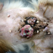 犬の自壊した乳腺腫瘍の改善例