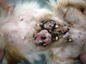 犬の自壊した乳腺腫瘍の改善例