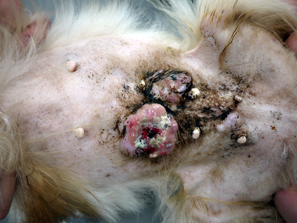 自壊した犬の末期乳腺腫瘍にコルディを投与し改善した症例イメージ