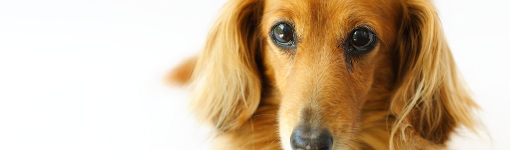 犬の癌克服－癌の種類、原因、症状、治療、改善・完治のヒント