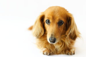 犬の癌－癌の種類、原因、症状、治療、元気食欲を維持するヒント