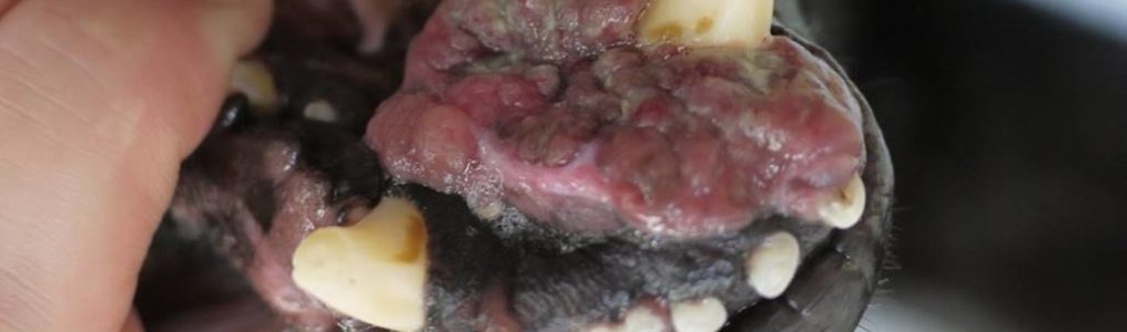 手術せずに犬の口腔内メラノーマを長期にコントロールしている症例