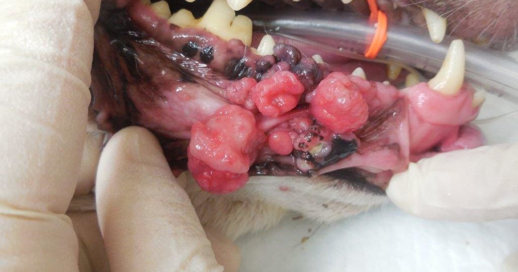 犬の口腔内メラノーマを抗癌剤治療せず長期コントロールしている症例