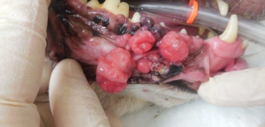 犬の口腔内メラノーマを抗癌剤治療せず長期コントロールしている症例