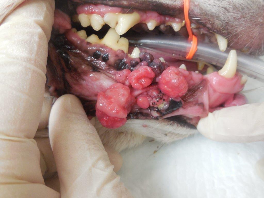 犬の口腔内メラノーマを抗癌剤治療せず長期コントロールしている症例イメージ