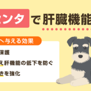 プラセンタは肝臓に悪い？肝臓機能の回復効果について解説