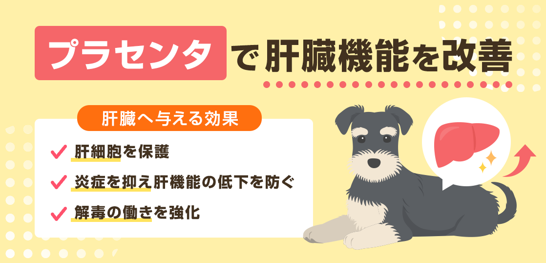 プラセンタは肝臓に悪い？肝臓機能の回復効果について解説