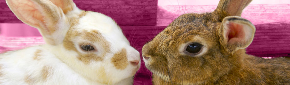ウサギの肺腫瘍改善例