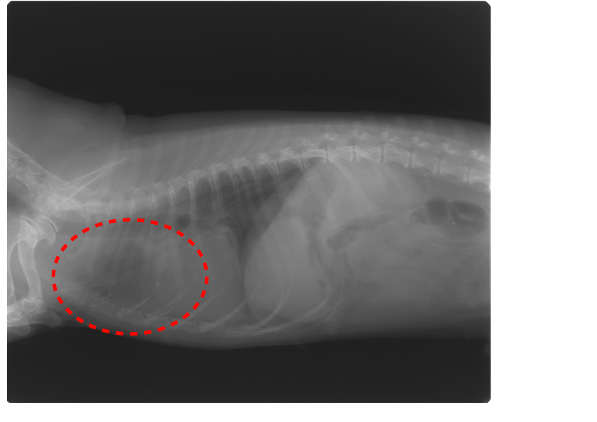 肺に転移した犬（ミニチュアダックス）の甲状腺がんが改善した例イメージ