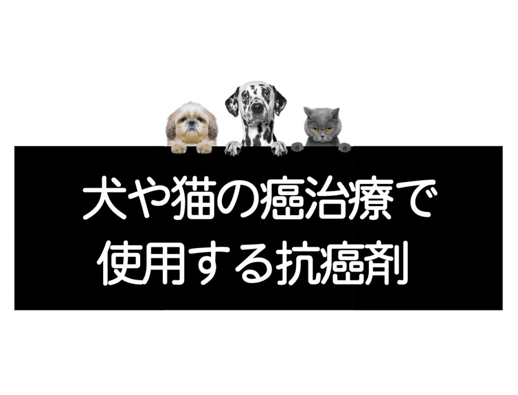 犬や猫のがん治療で使用する抗癌剤について 副作用 注意点など コルディ研究室