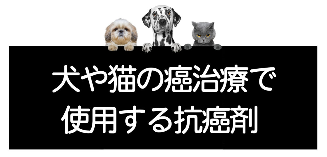 犬猫の癌治療で使用する抗癌剤