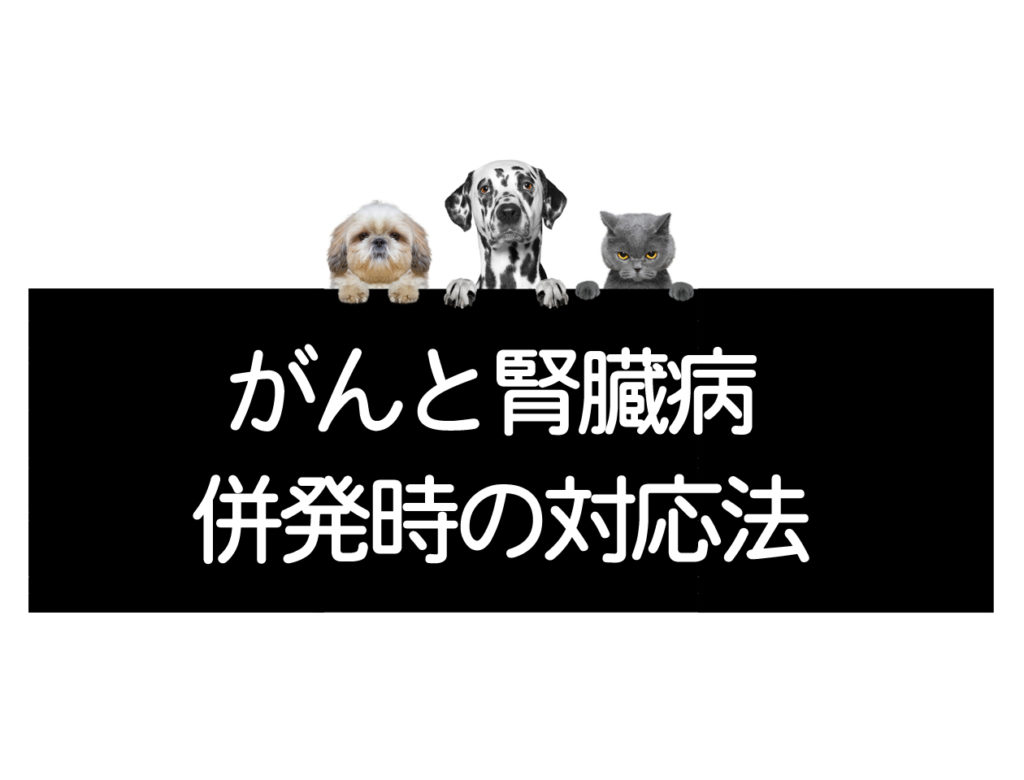 腫瘍と腎不全を併発している場合の対処法 コルディ研究室への相談 コルディ研究室