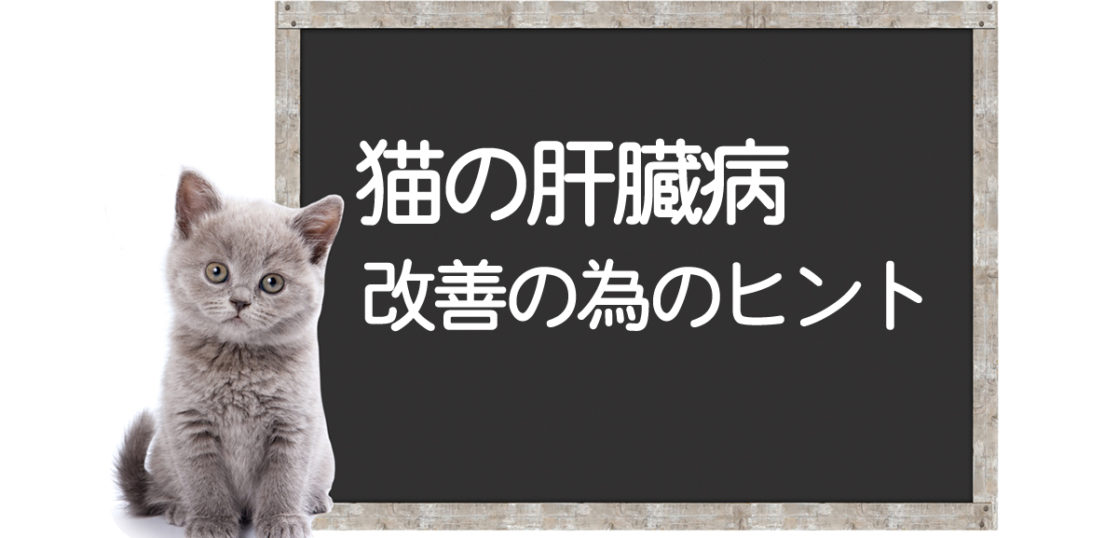 猫の肝臓病 10の症状と原因 治療法ー愛猫を守りたい コルディ研究室