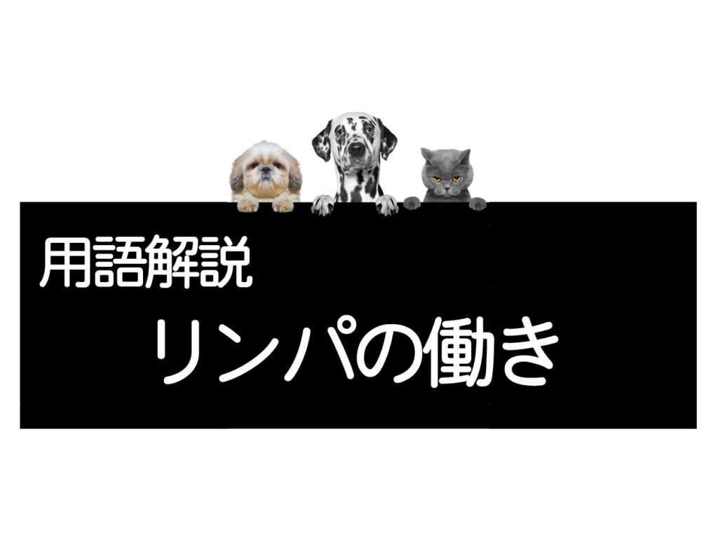 リンパの働き リンパ球とリンパ節 リンパ管 リンパ液について コルディ研究室