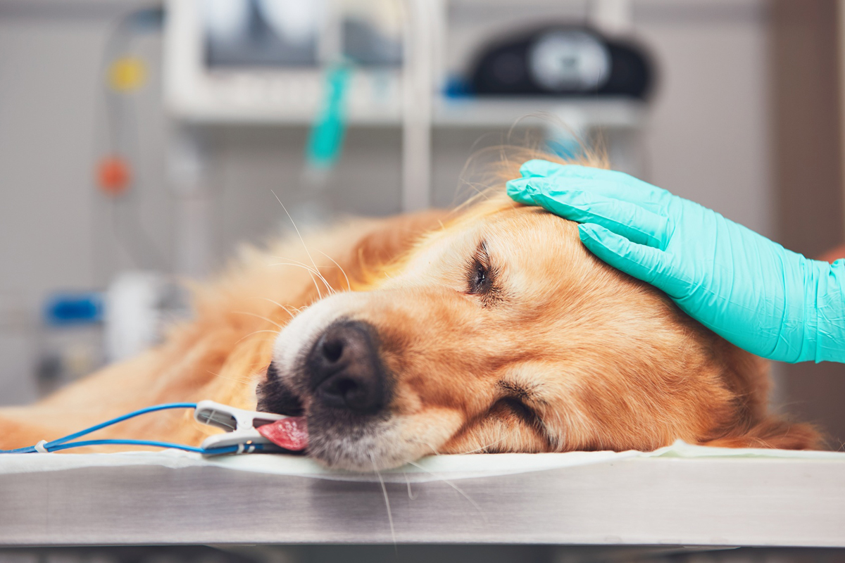犬や猫、ペットの手術療法についてイメージ