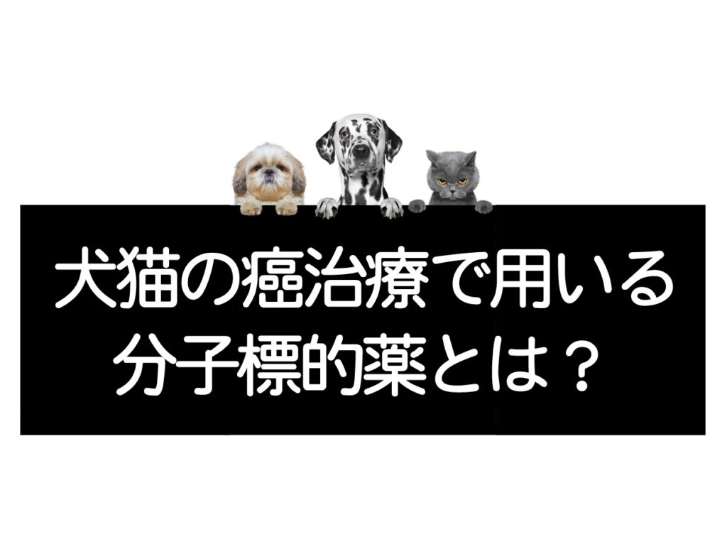 犬や猫の癌治療で使用する分子標的薬について コルディ研究室