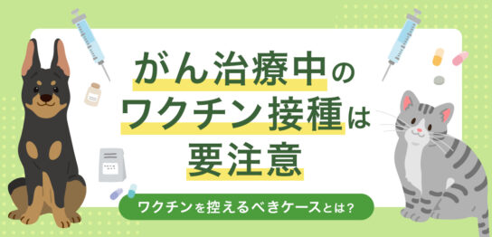 犬や猫のがん治療中のワクチン接種の危険性