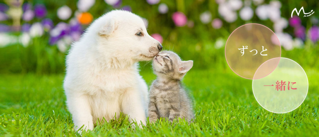 ご愛犬が癌 悪性腫瘍 を患っても笑顔でいるためにご覧いただきたいこと コルディ研究室