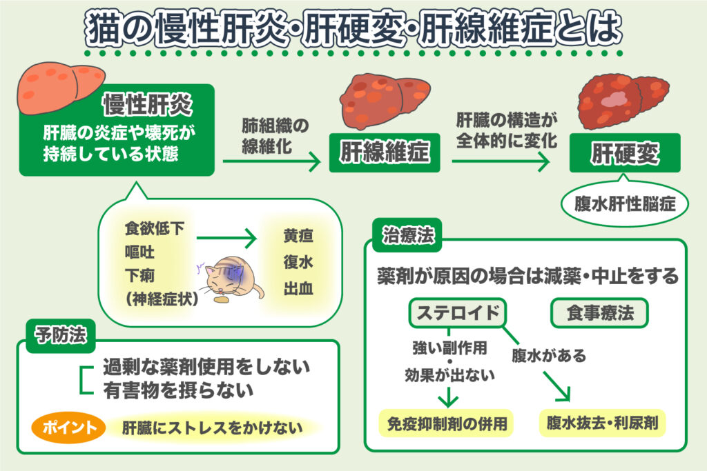 猫の肝臓病】10の症状と原因・治療法ー愛猫を守りたい＜コルディ研究室＞