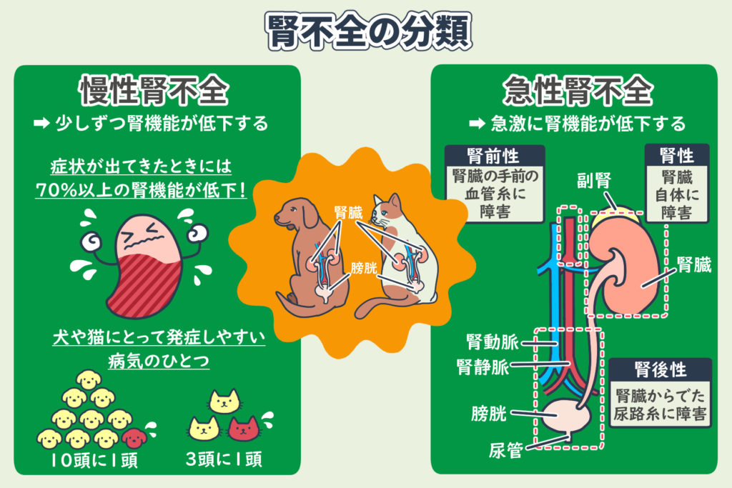 猫や犬の腎不全・腎臓病の症状緩和ヒント（慢性腎不全・腎臓病など 