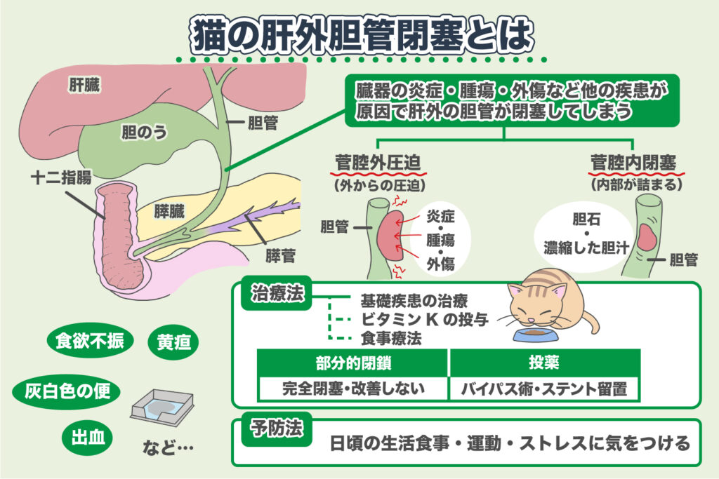 猫の肝臓病】10の症状と原因・治療法ー愛猫を守りたい＜コルディ研究室＞