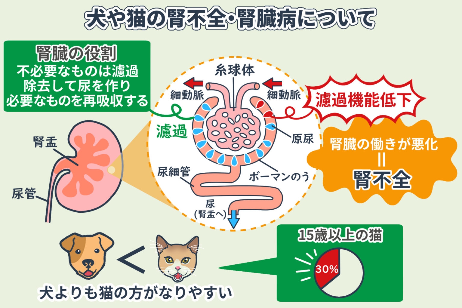猫や犬の腎不全・腎臓病の症状緩和ヒント（慢性腎不全・腎臓病など）＜コルディ研究室＞