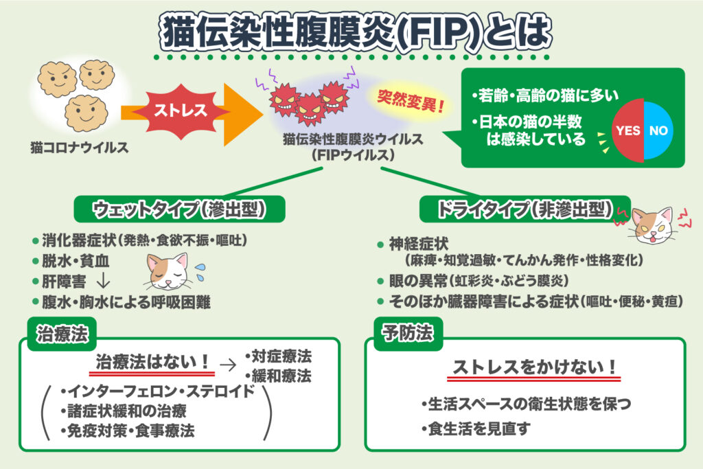 猫伝染性腹膜炎（FIP)