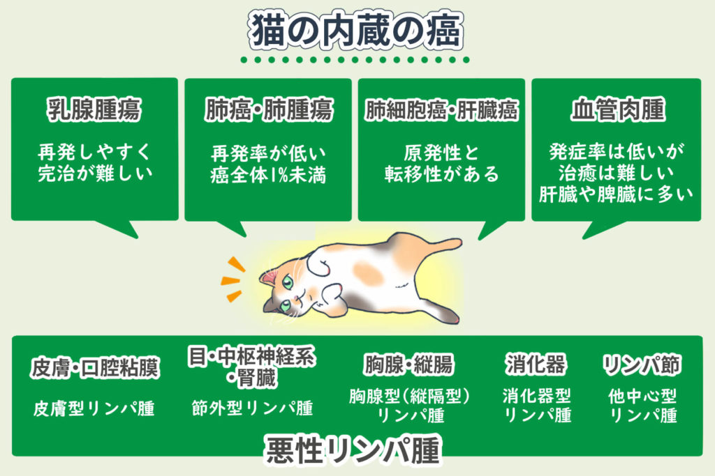 猫の内臓の癌