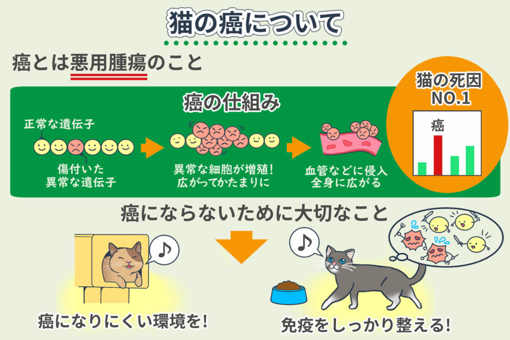 猫の癌の症状とは？治療方法や手術など改善のヒント＜コルディ研究室＞