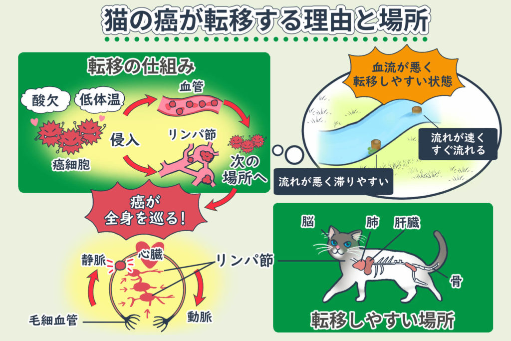 猫の癌の症状とは？治療方法や手術など改善のヒント＜コルディ研究室＞