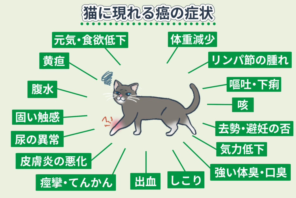 猫に現れる癌の症状