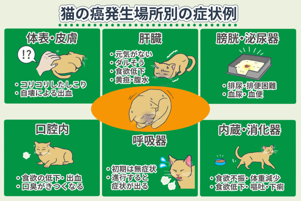 猫の癌発生場所別の症状例