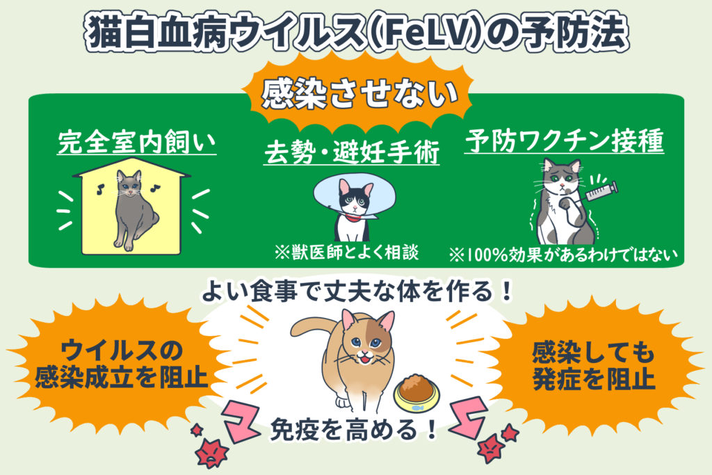 猫白血病の予防法