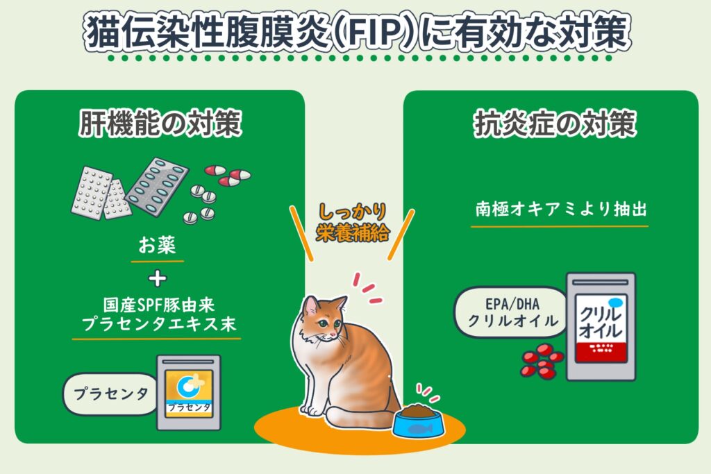 猫のFIP対策