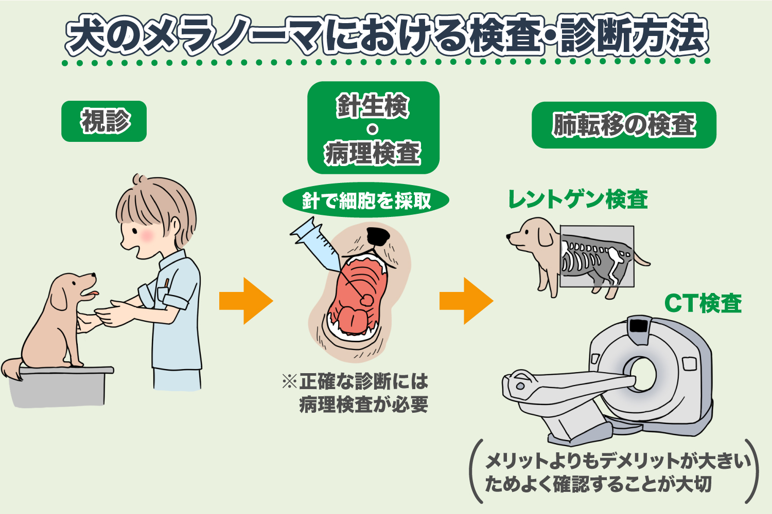 犬のメラノーマ（悪性黒色腫）－腫瘍の原因や末期症状、治療法・初期画像を紹介 - ＜コルディ研究室＞＜コルディ研究室＞