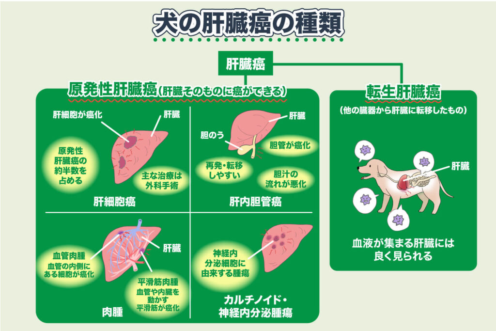 肝臓癌の種類-犬の肝臓癌・肝細胞癌