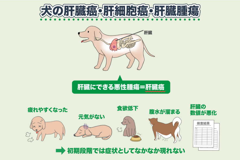 犬の肝臓癌・肝細胞癌・肝臓腫瘍とは
