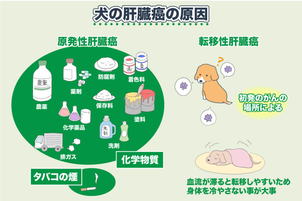 肝臓癌の原因-犬の肝臓癌