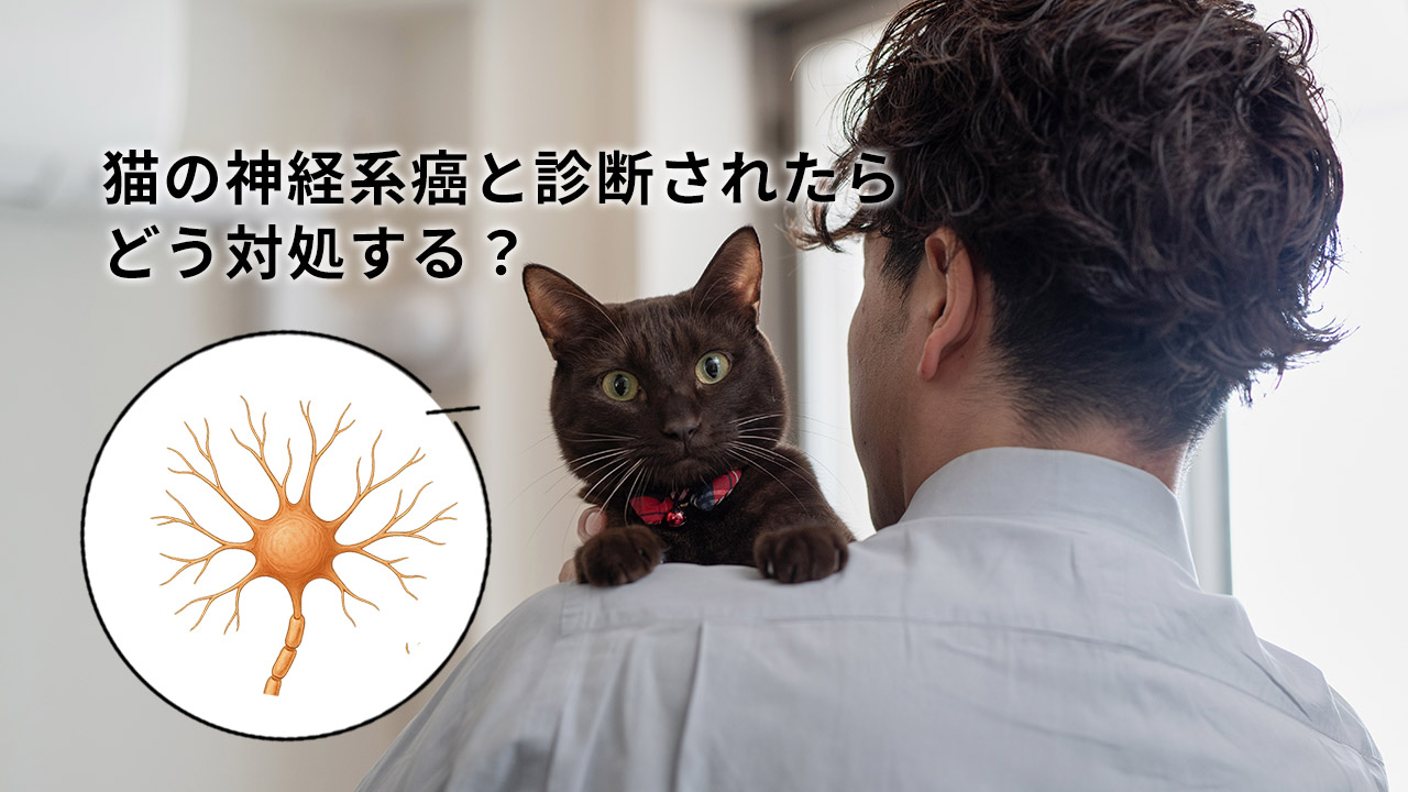 猫の神経系癌と診断されたらどう対処する？